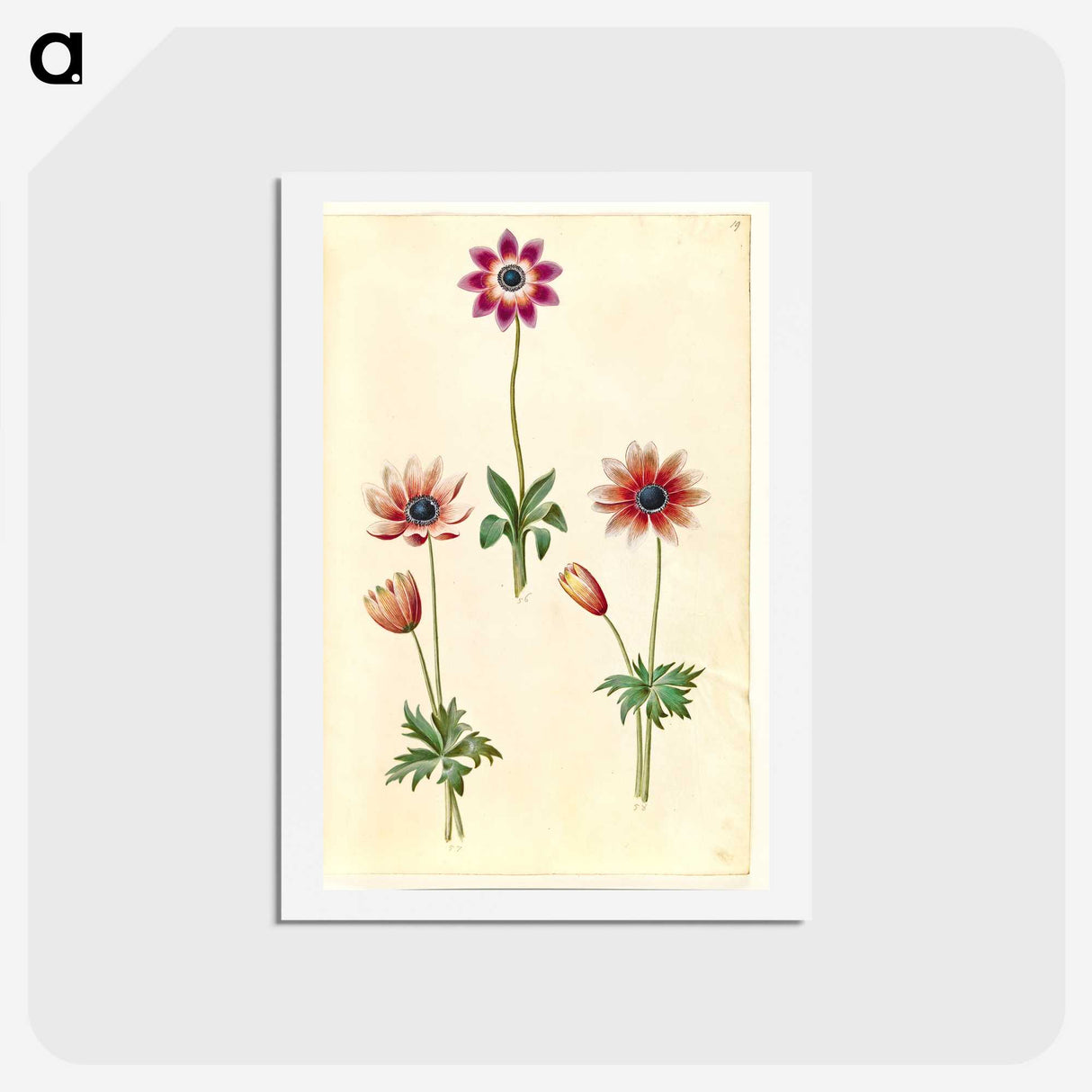 2-90_Maria-Sibylla-Merian_hagaki