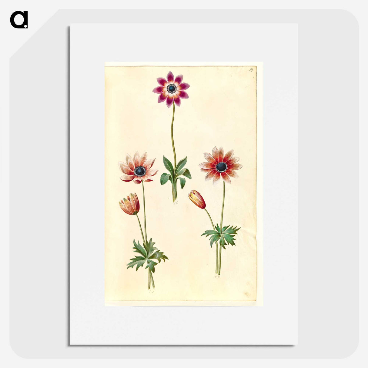2-90_Maria-Sibylla-Merian_picture