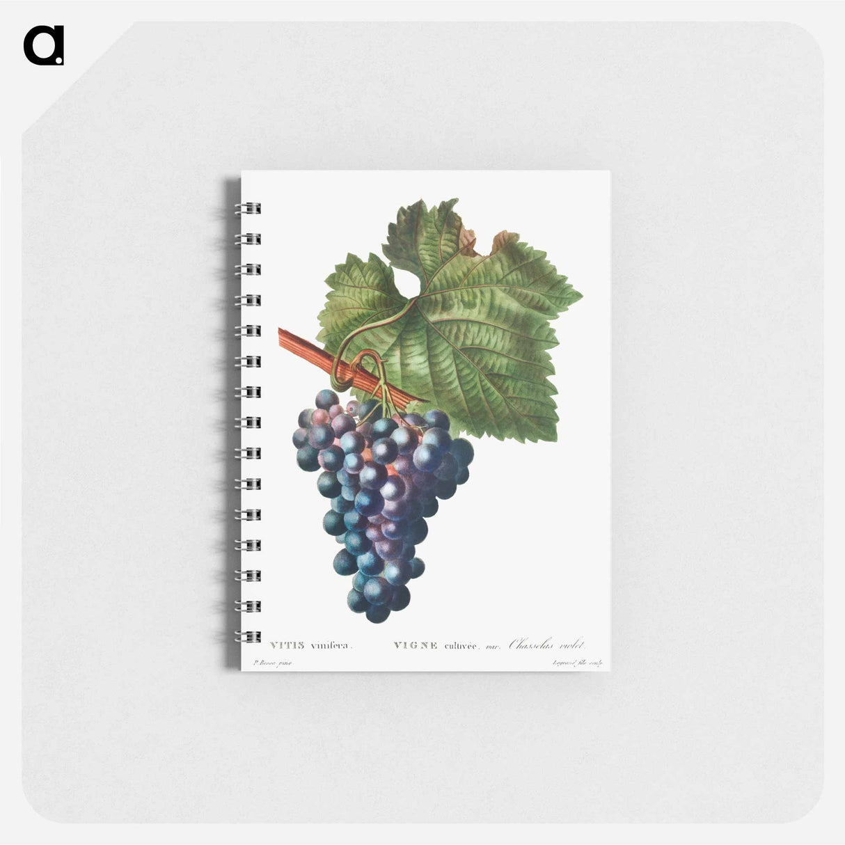 アートメモ帳-Grape vine - ピエール ジョゼフ ルドゥーテ Memo.