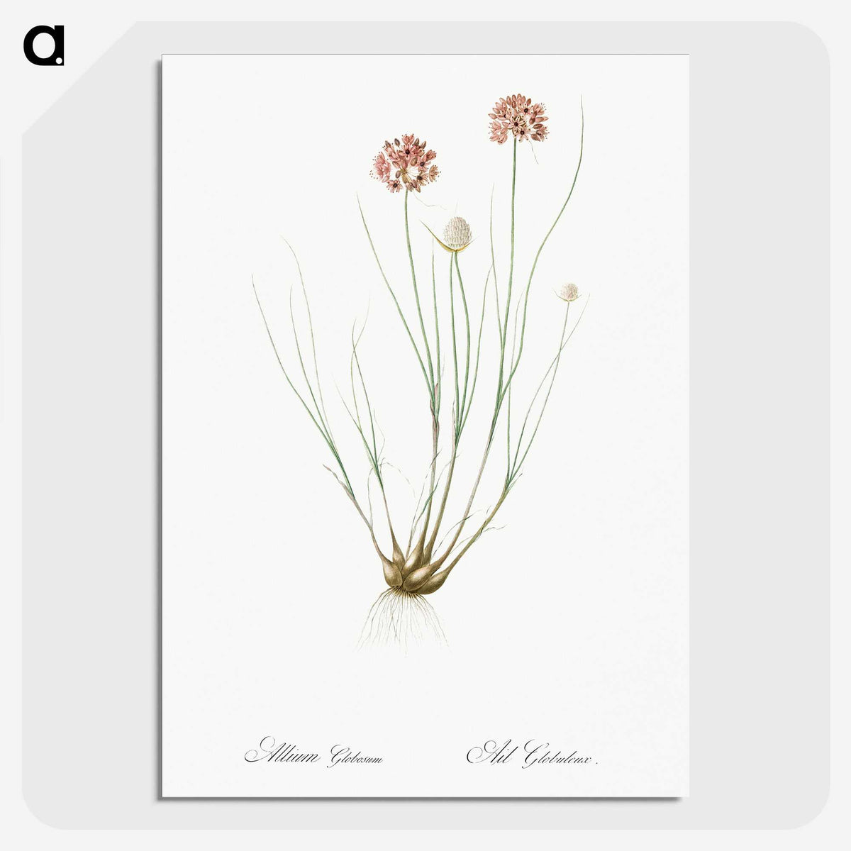 2-90_The-Lilies_picture-crop