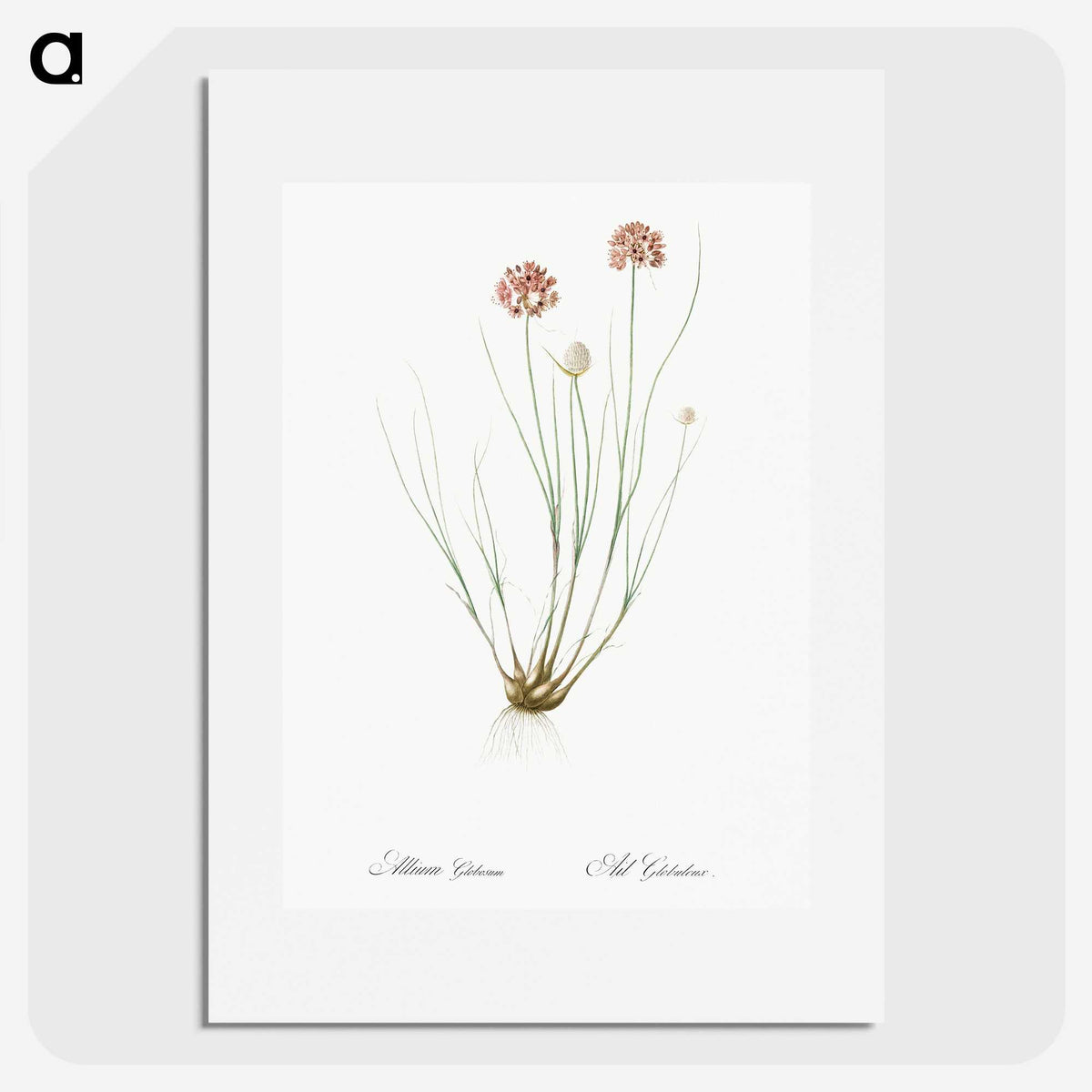 2-90_The-Lilies_picture