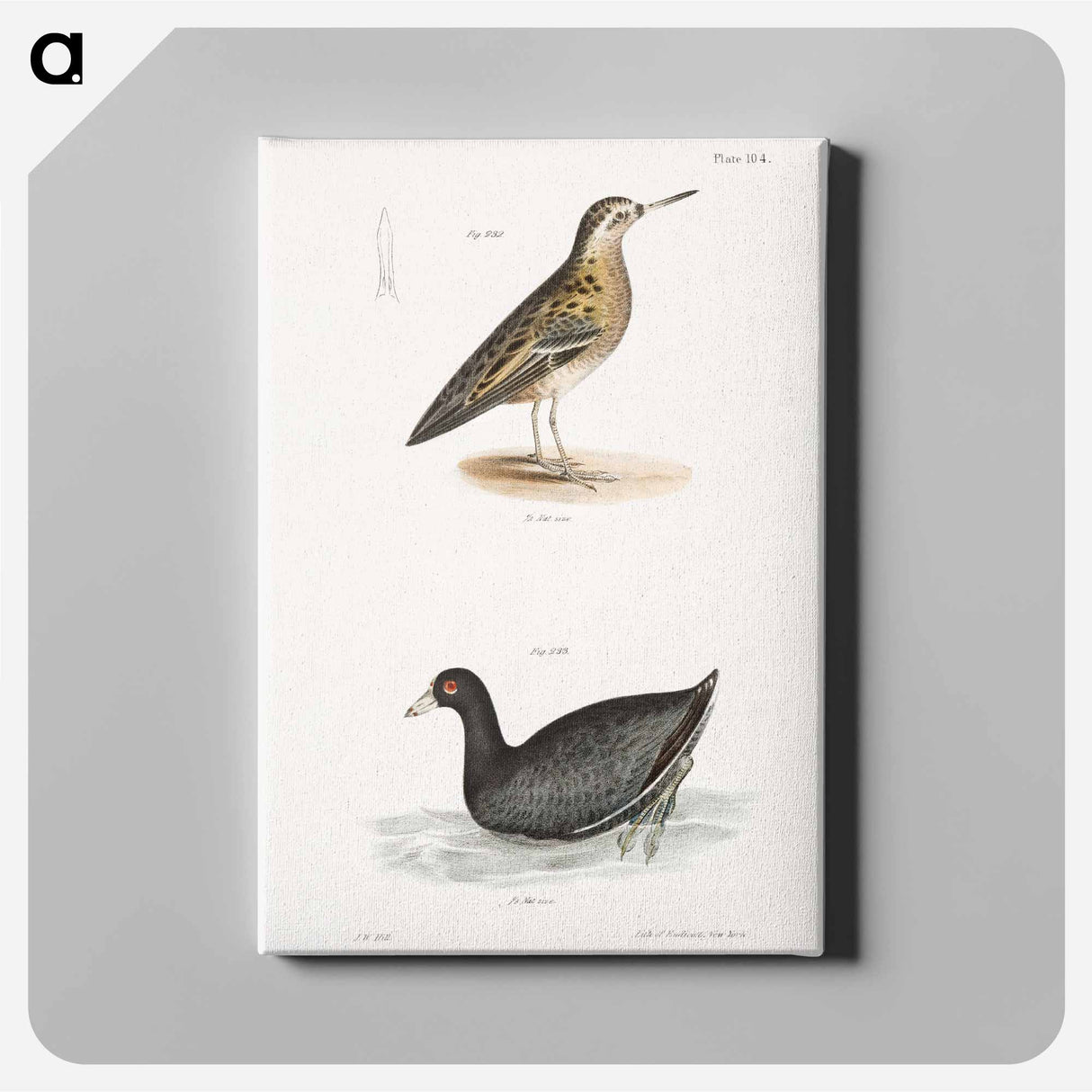 Red Phalarope (Phalaropus fulicarius) American Coot (Fulica americana) - ニューヨークの動物学 Canvas.