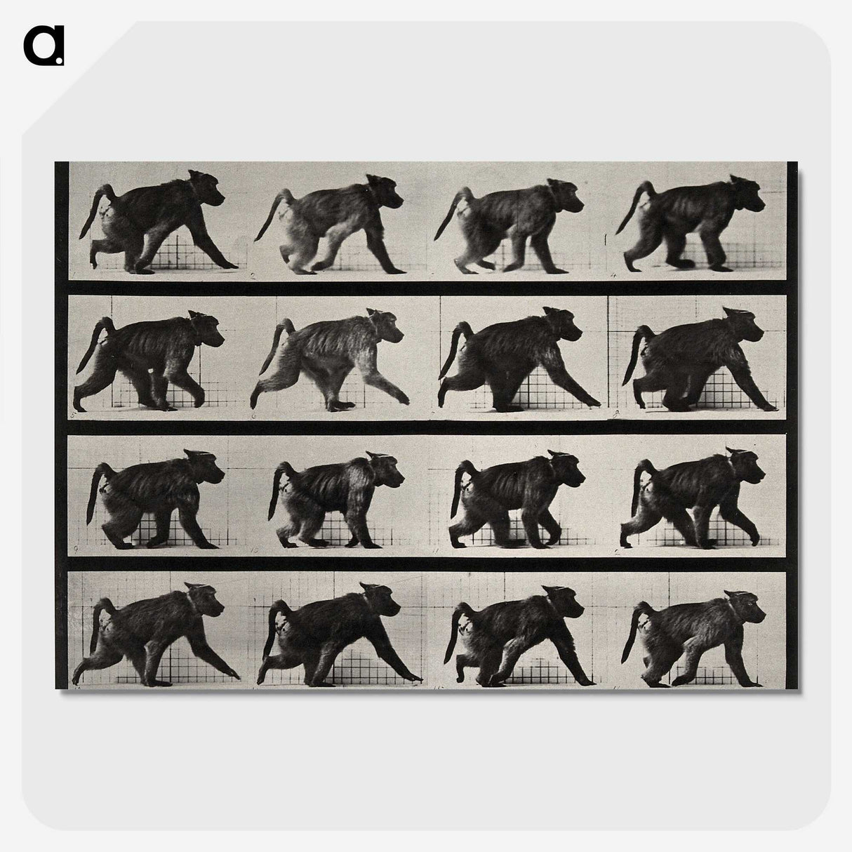 2-91_Eadweard-Muybridge_picture-crop