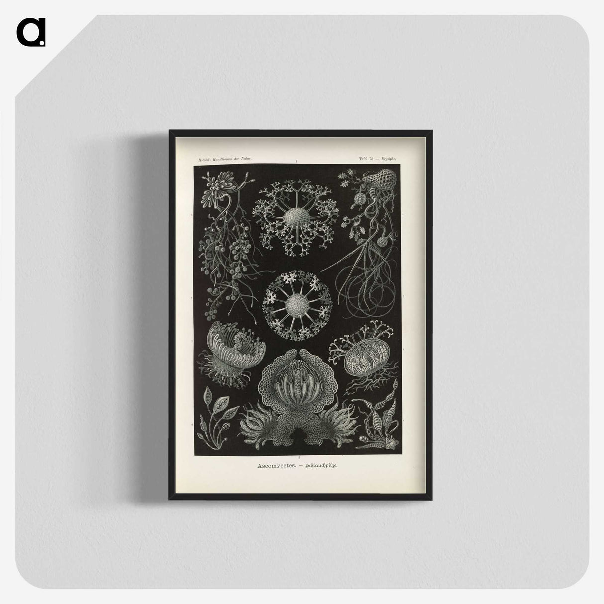 2-91_Ernst-Haeckel_blk-crop