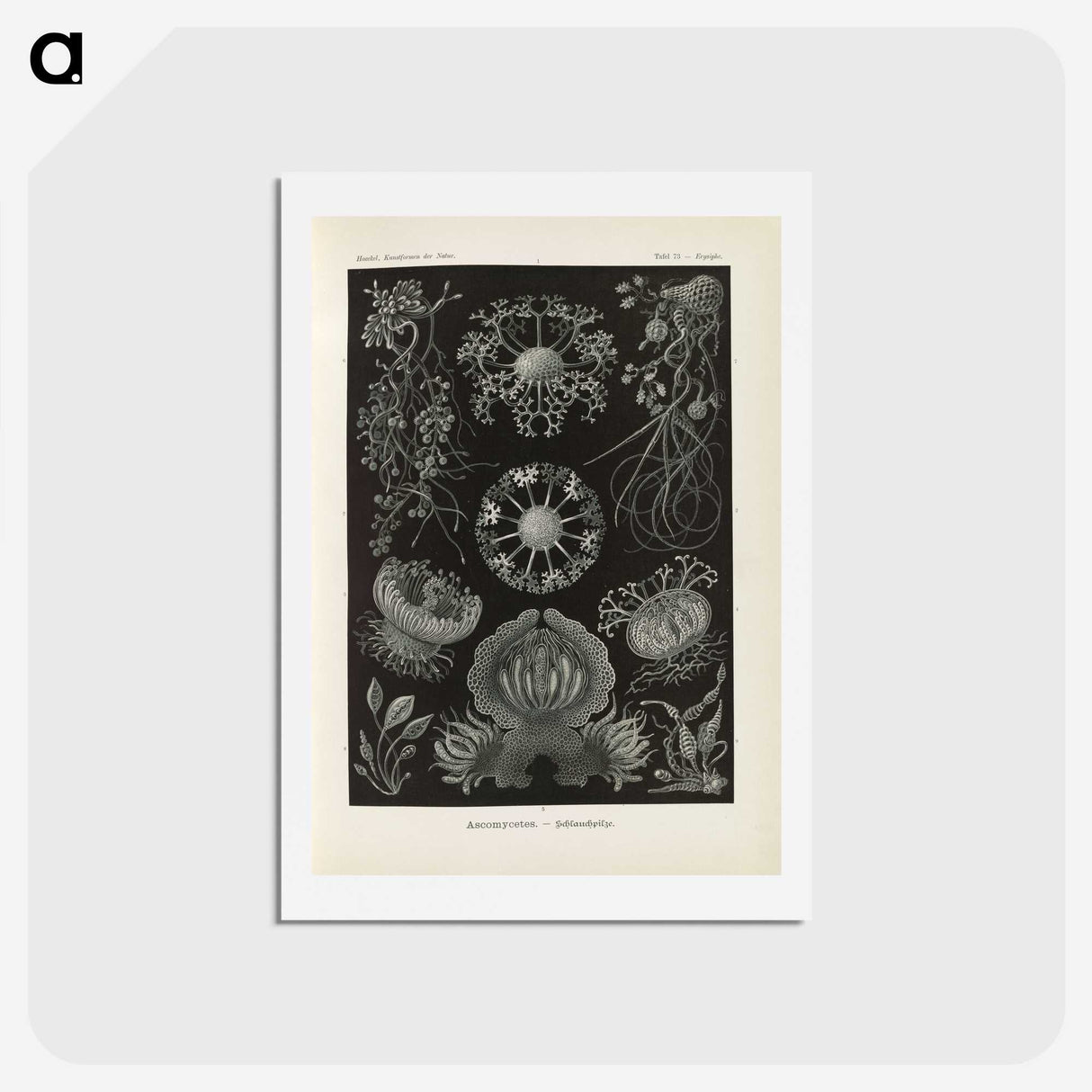 2-91_Ernst-Haeckel_hagaki