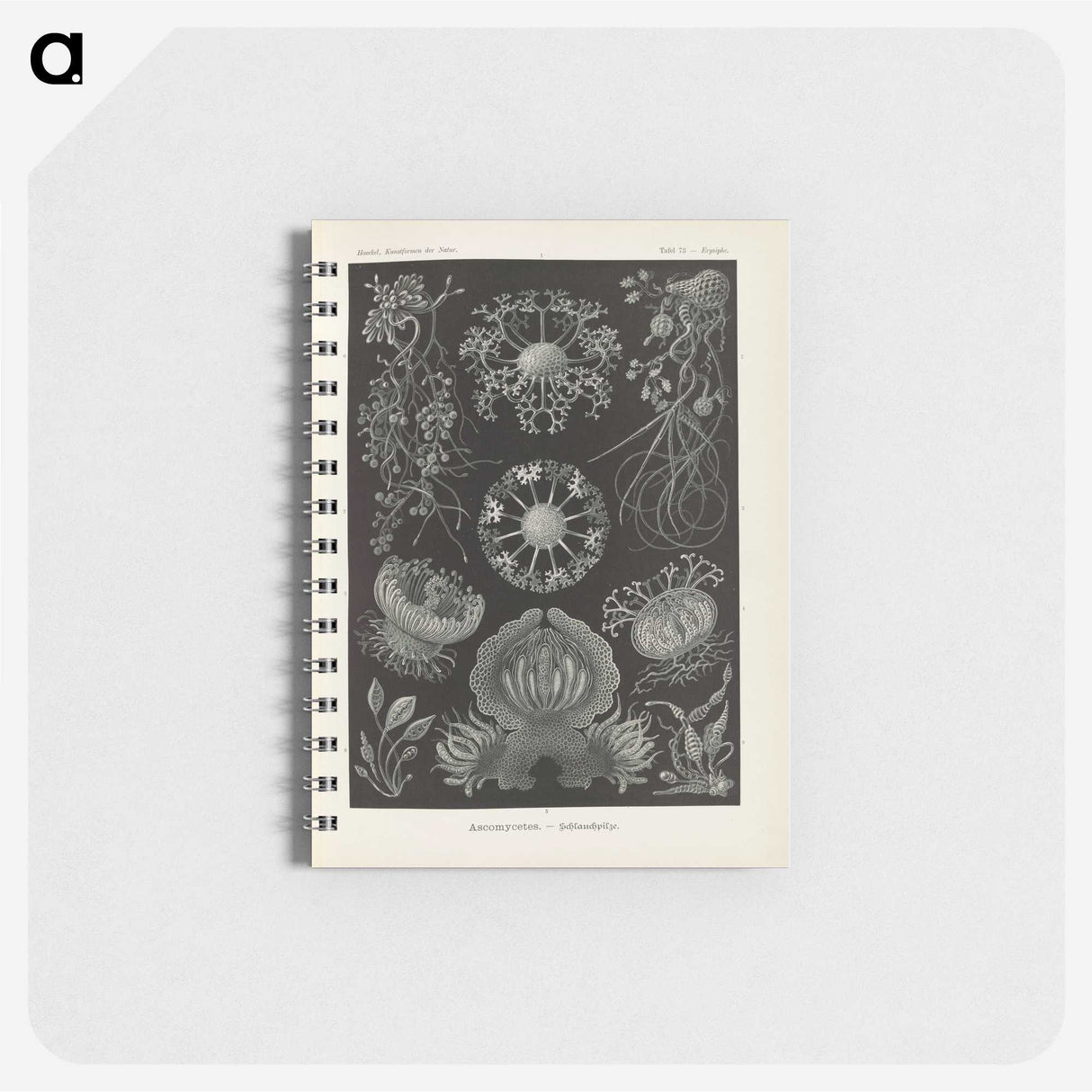 2-91_Ernst-Haeckel_memo