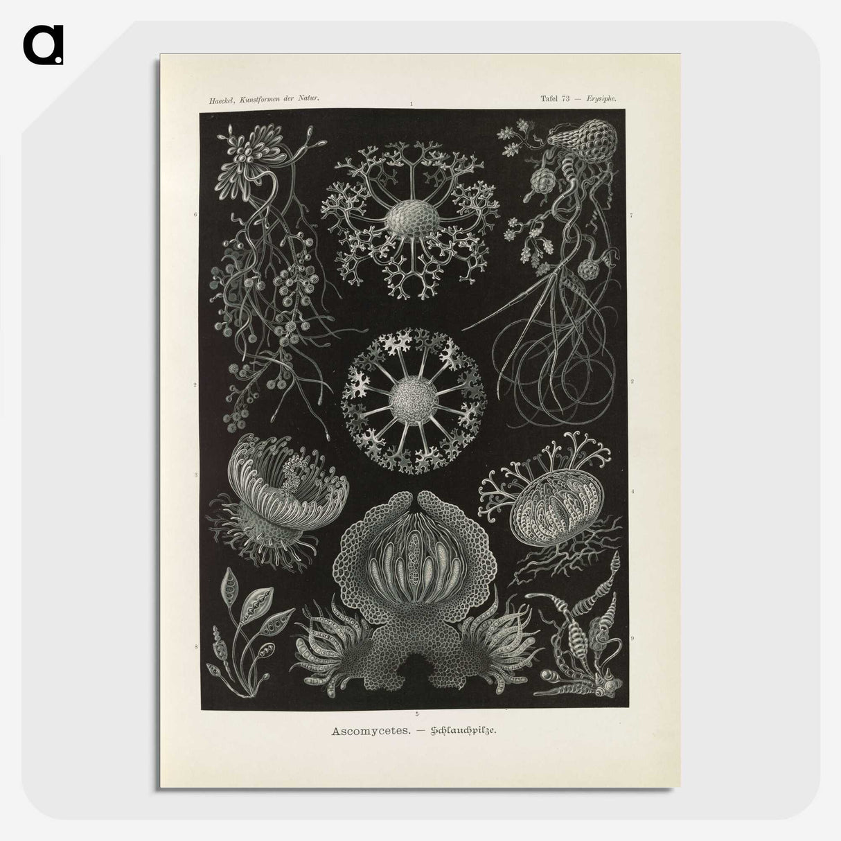 2-91_Ernst-Haeckel_picture-crop