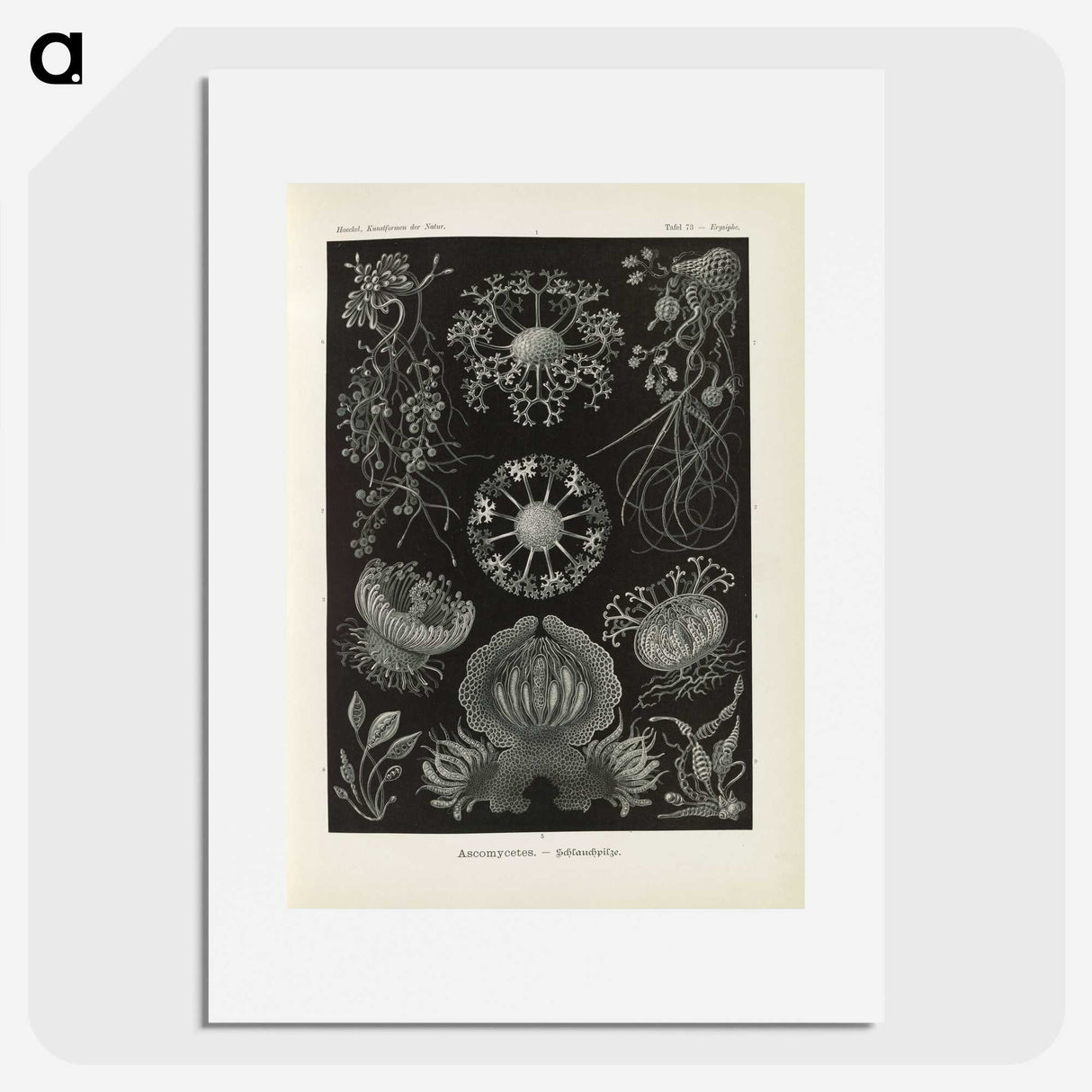 2-91_Ernst-Haeckel_picture