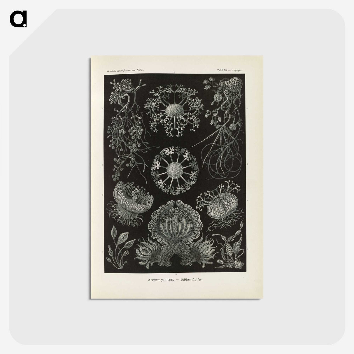 2-91_Ernst-Haeckel_postcard