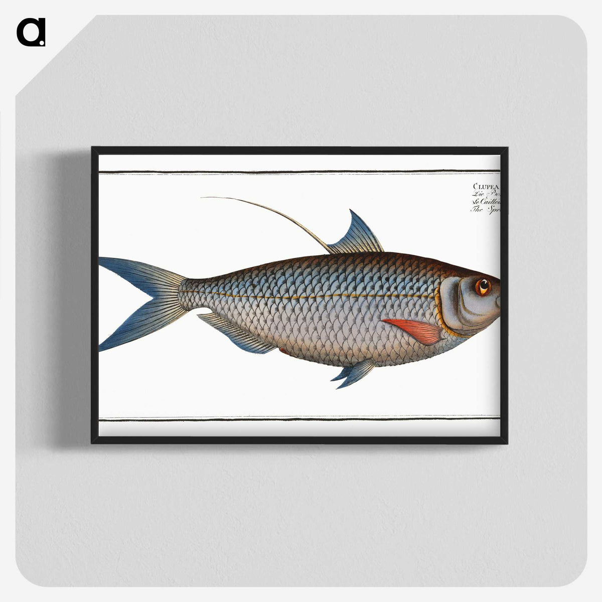2-91_Ichtyologie-ou-Histoire-naturelle_blk-crop