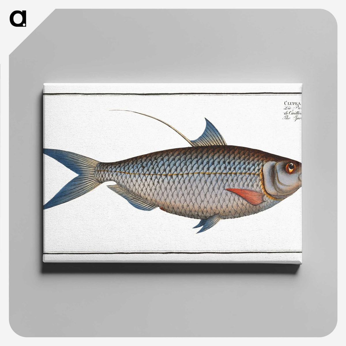 2-91_Ichtyologie-ou-Histoire-naturelle_canvas