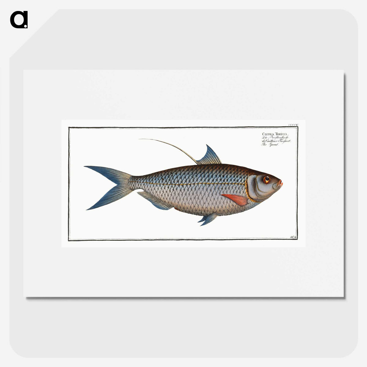 2-91_Ichtyologie-ou-Histoire-naturelle_picture