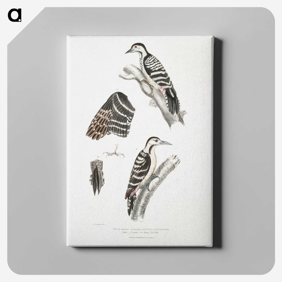 2-91_Indian-Zoology_canvas