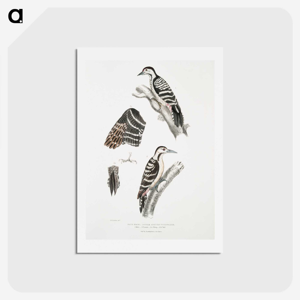 2-91_Indian-Zoology_hagaki
