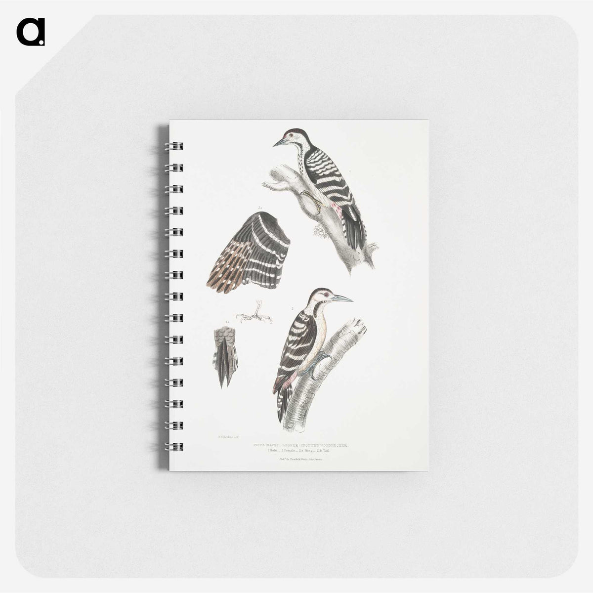2-91_Indian-Zoology_memo