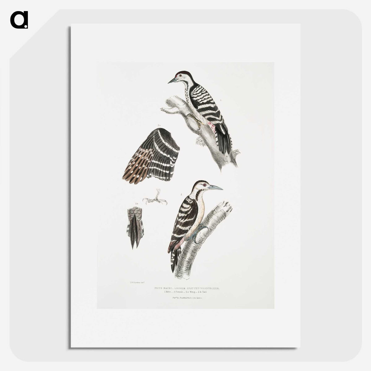 2-91_Indian-Zoology_picture
