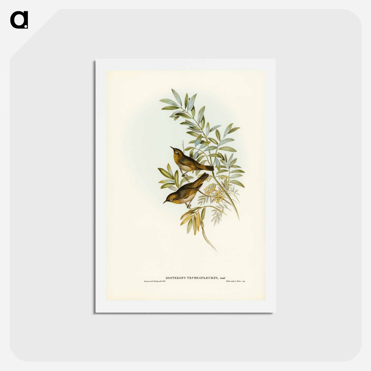 アートポストカード-Grey-breasted Zosterops
- ジョン グールド Postcard.