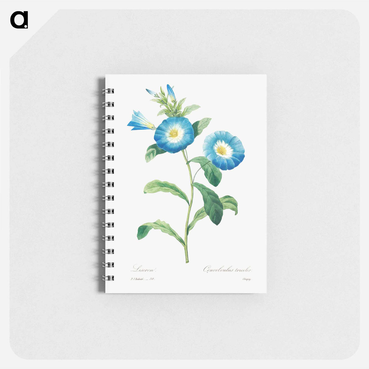 Field bindweed - ピエール ジョゼフ ルドゥーテ Memo.