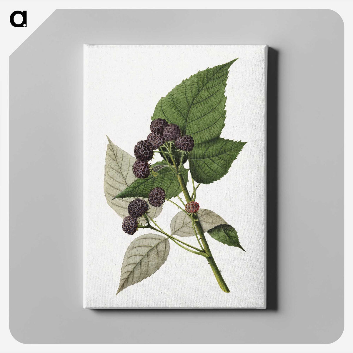 2-91_USDA-Watercolor-Fruit-Painting-Collection_canvas