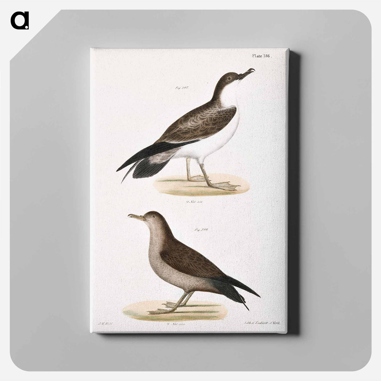 Large Shearwater, young - ニューヨークの動物学 Canvas.