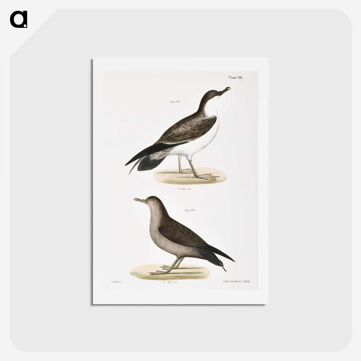 2-91_Zoology-of-New-York_hagaki
