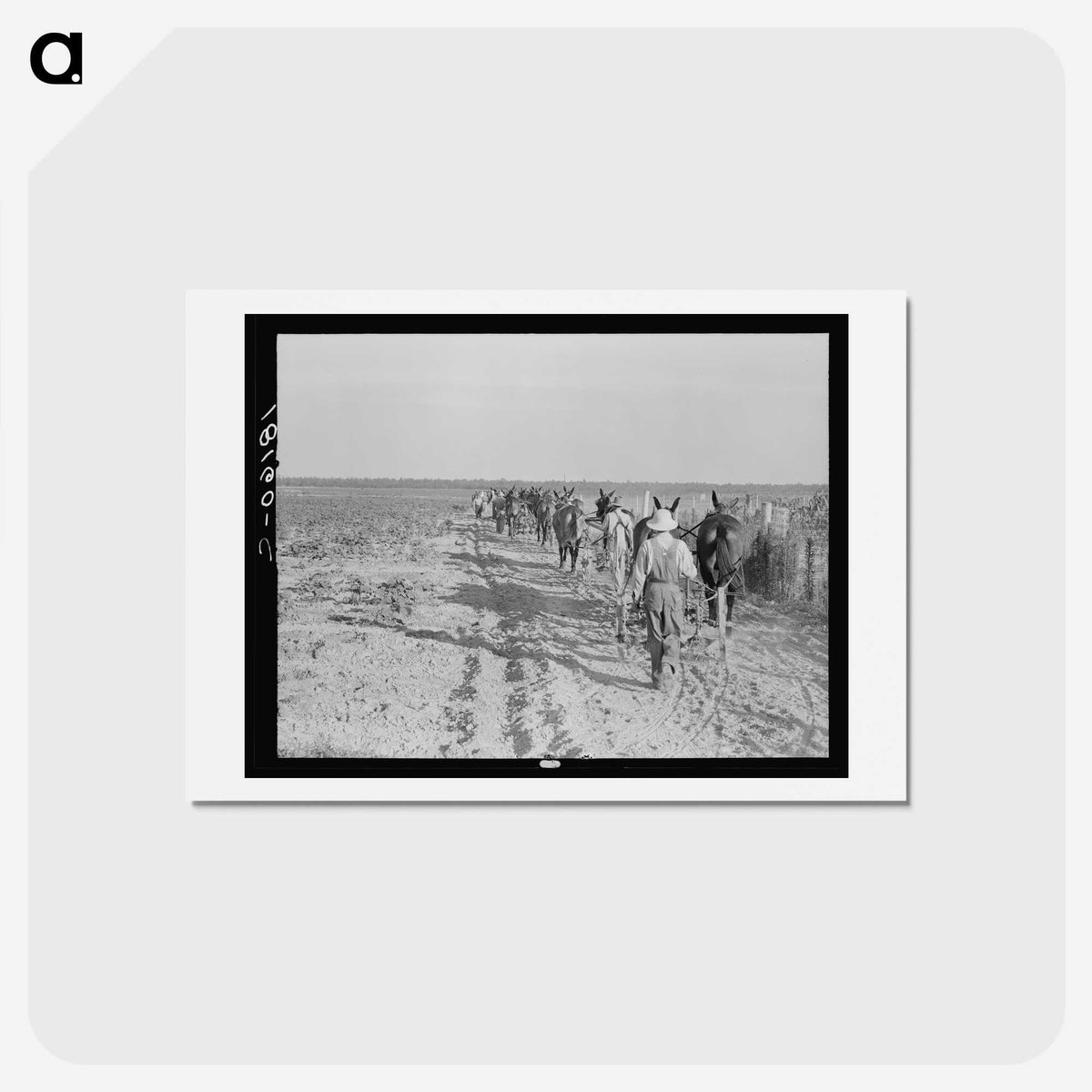 2-92_Dorothea-Lange_hagaki