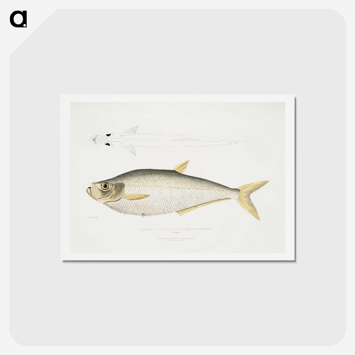 2-92_Indian-Zoology_hagaki