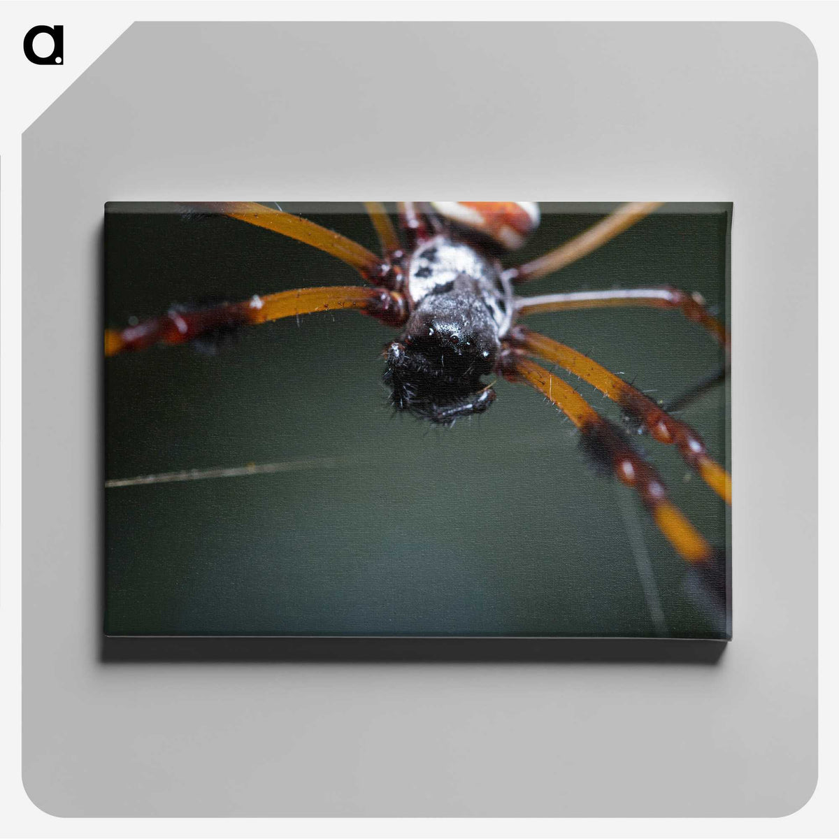 2-92_Insects-Unlocked-Project_canvas