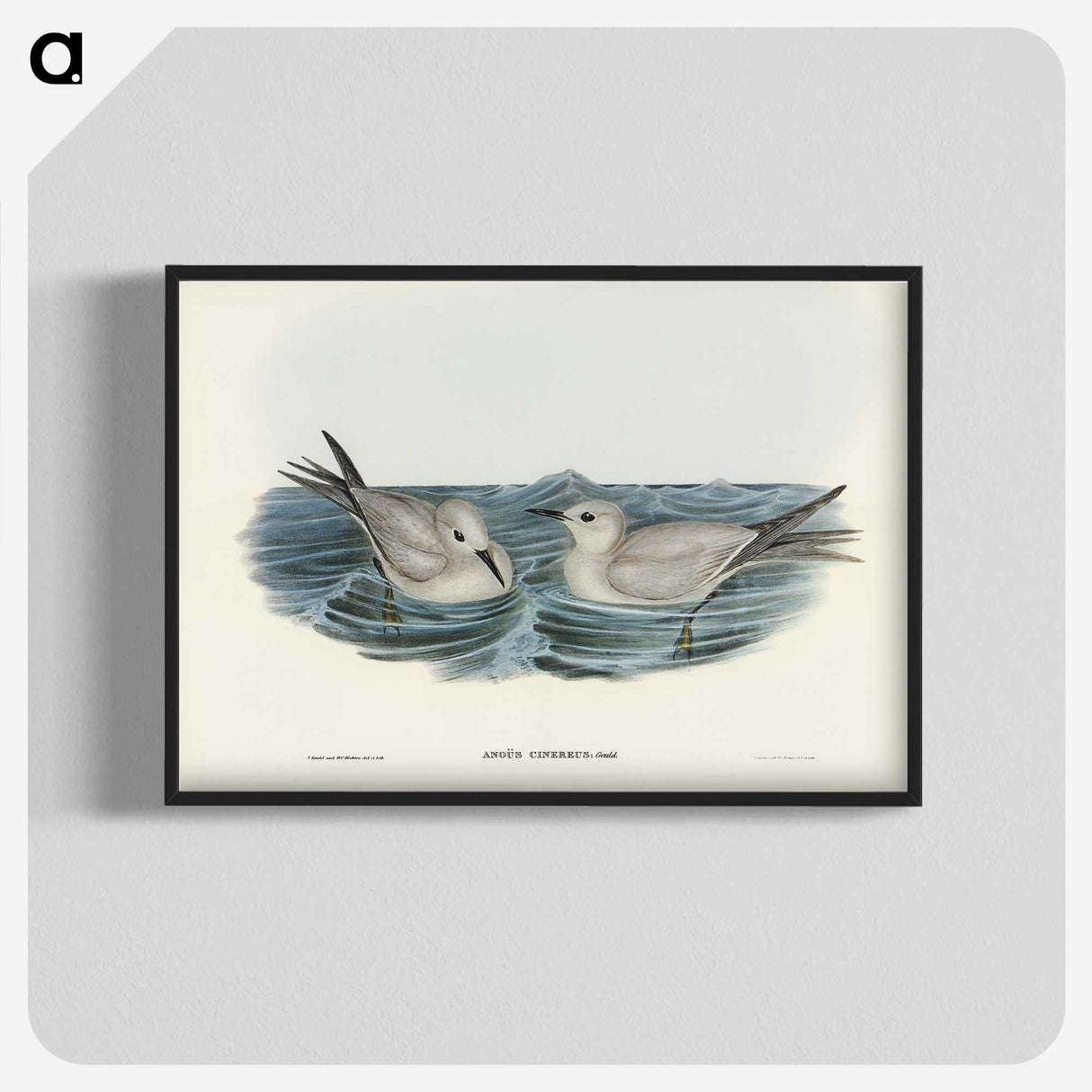 2-92_John-Gould_blk-crop