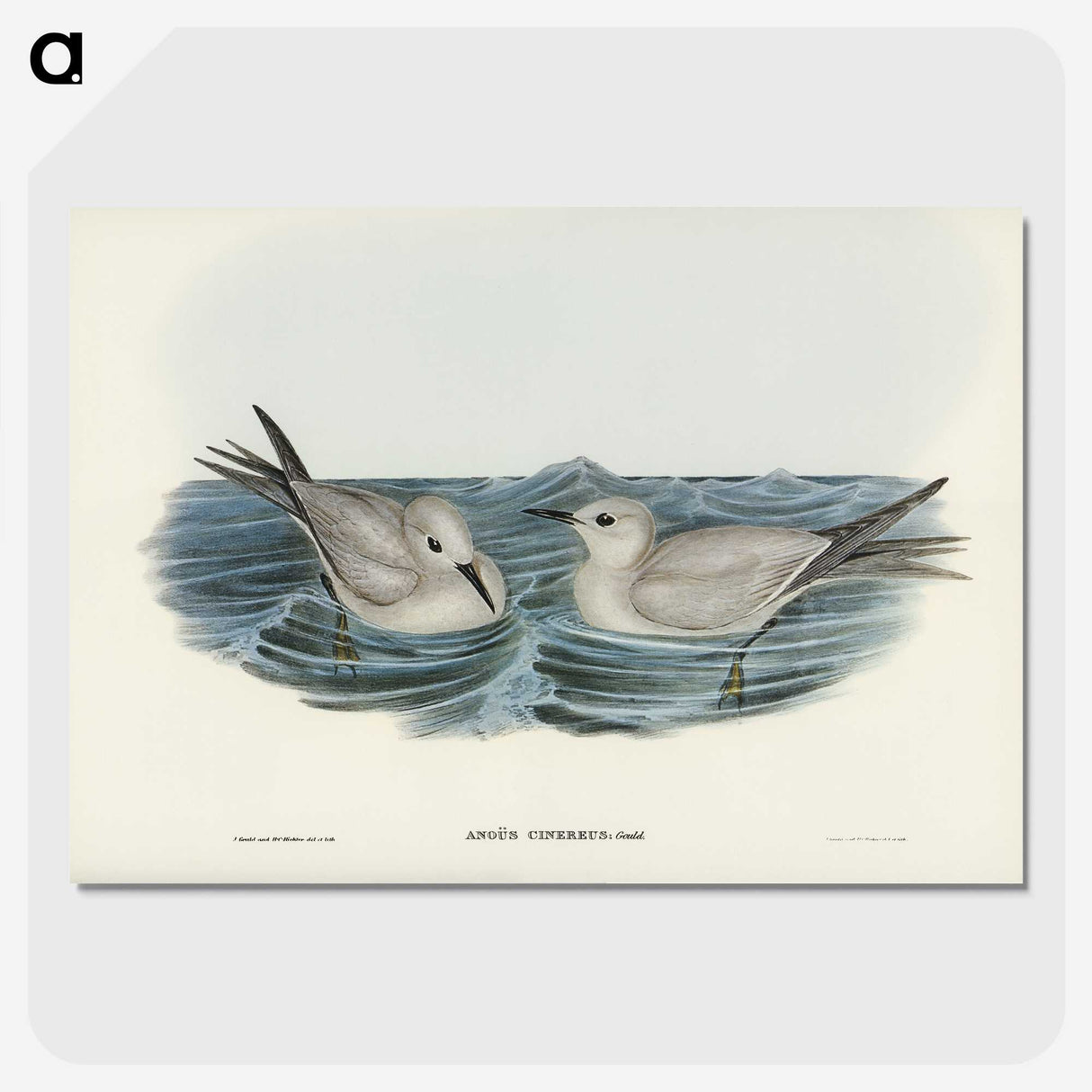 2-92_John-Gould_picture-crop