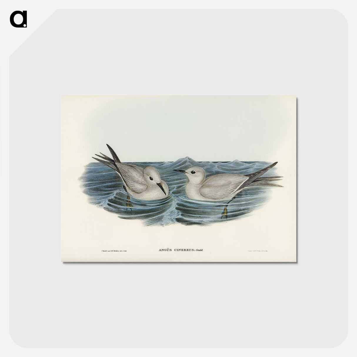 2-92_John-Gould_postcard