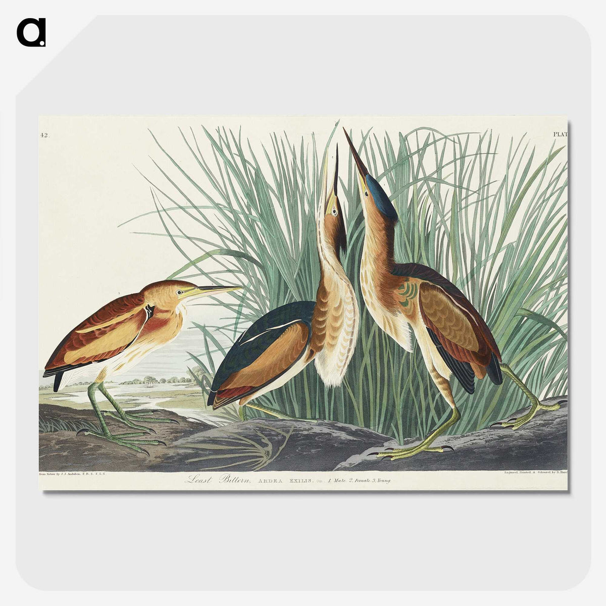 2-92_John-James-Audubon_picture-crop
