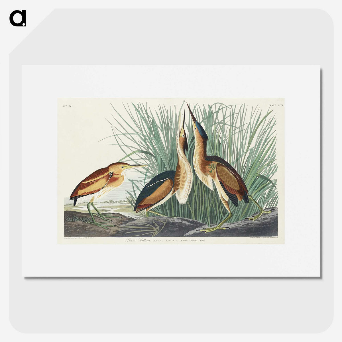 2-92_John-James-Audubon_picture