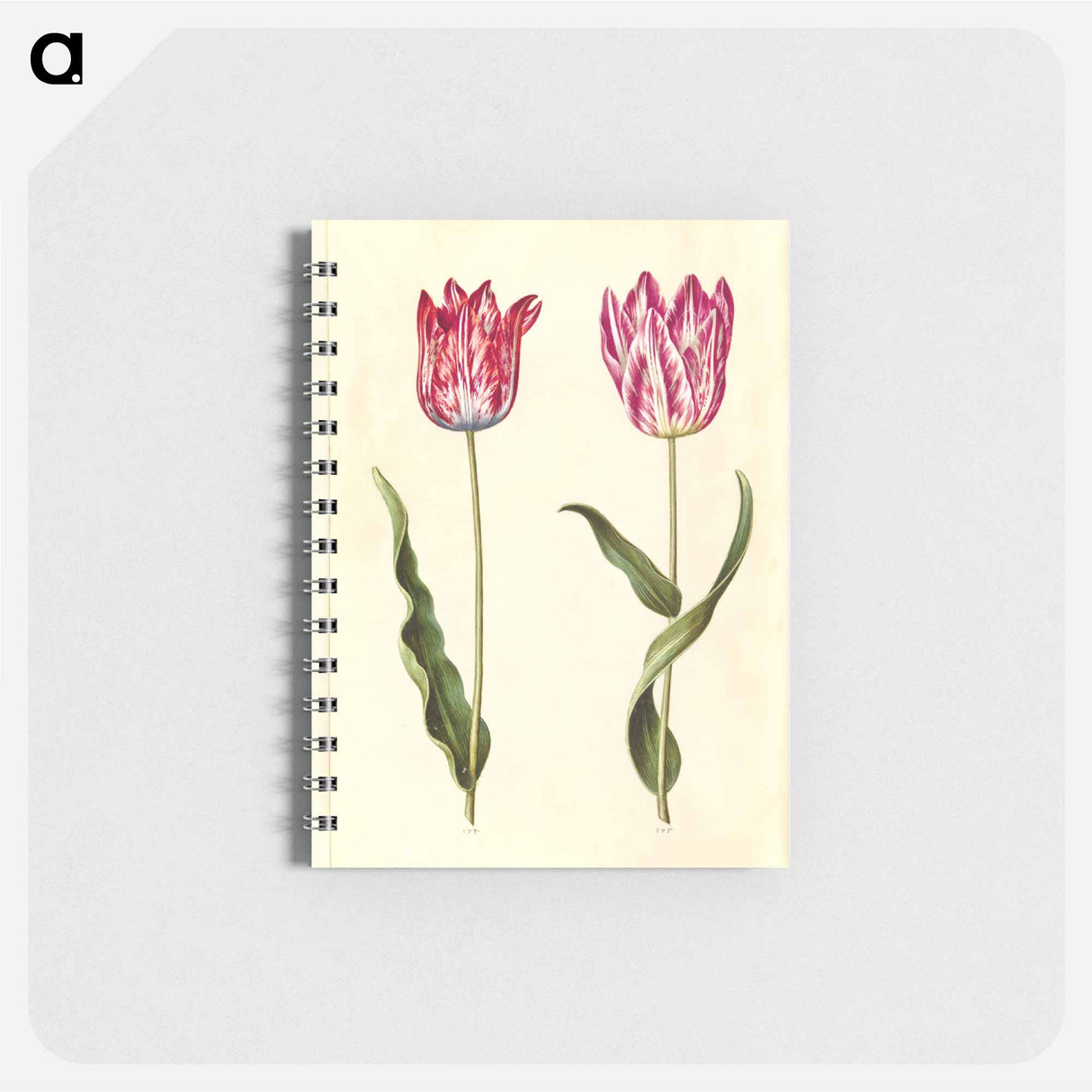 アートメモ帳-Tulipa gesneriana
- マリア ジビーラ メーリアン Memo.