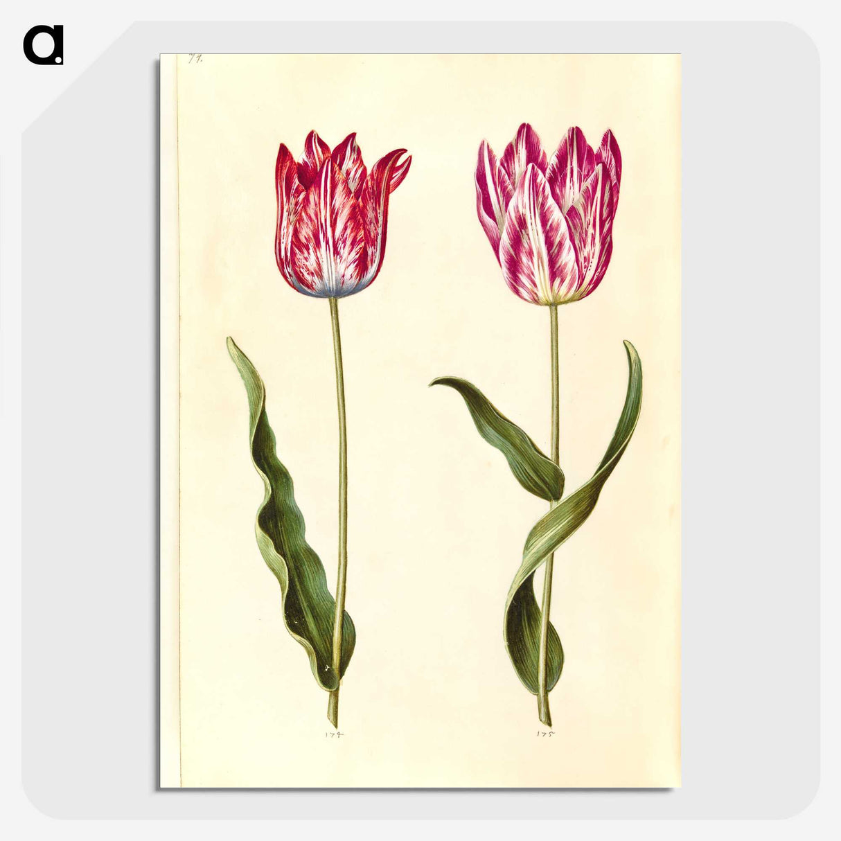 2-92_Maria-Sibylla-Merian_picture-crop