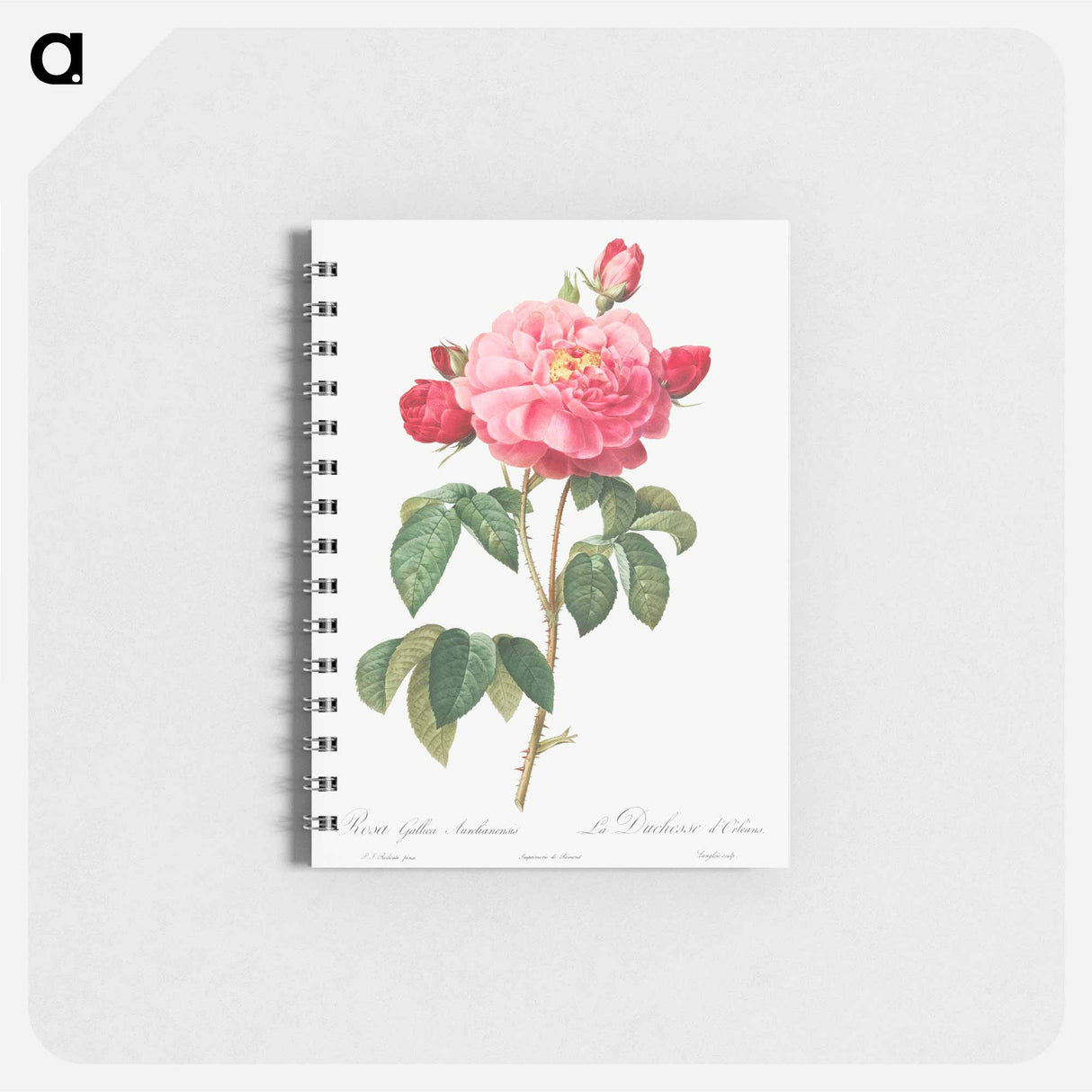 Gallic Rose - ピエール ジョゼフ ルドゥーテ Memo.