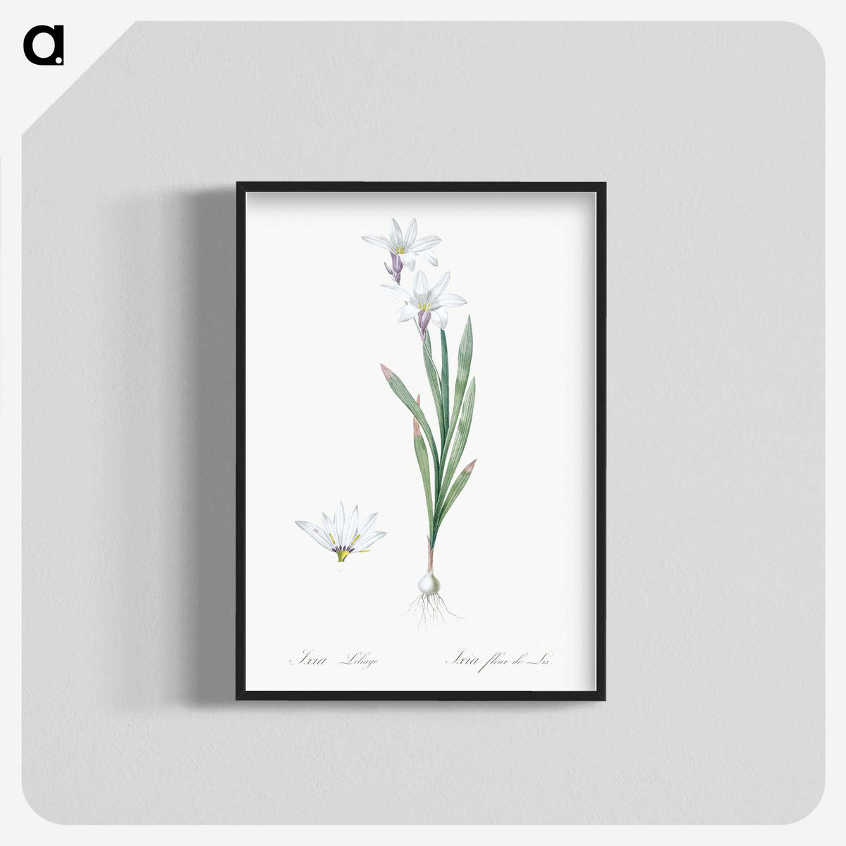 2-92_The-Lilies_blk-crop
