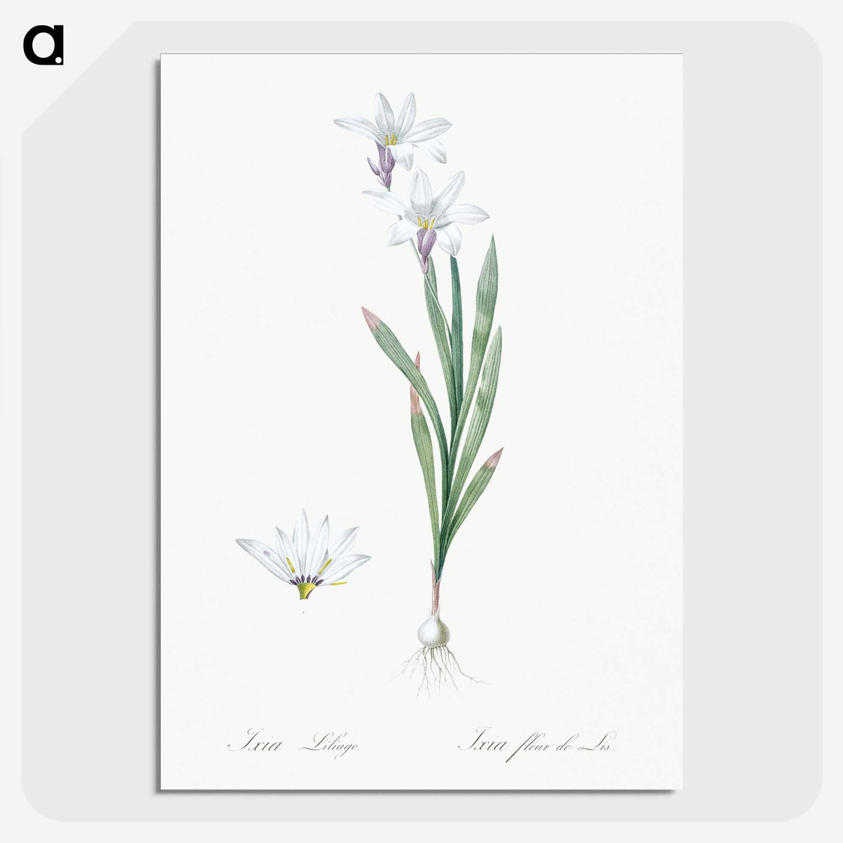2-92_The-Lilies_picture-crop