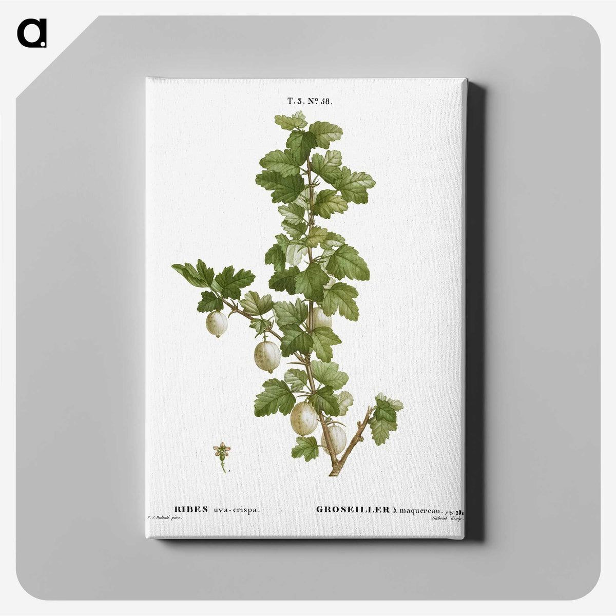 2-92_Treatise-on-Trees-and-Shrubs_canvas