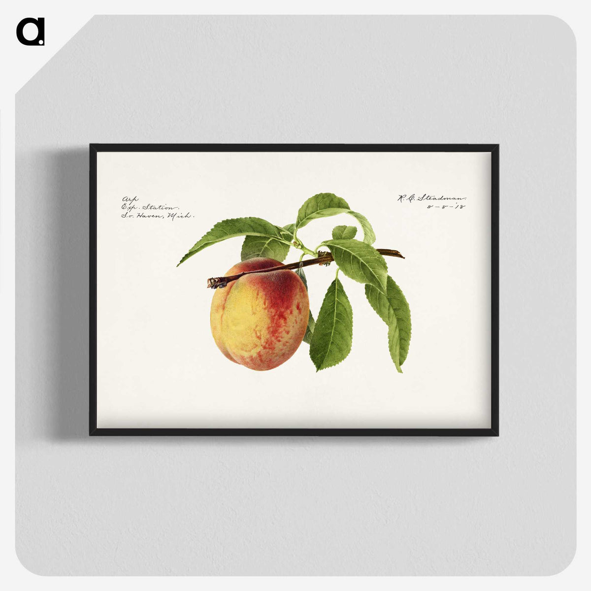 2-92_USDA-Watercolor-Fruit-Painting-Collection_blk-crop