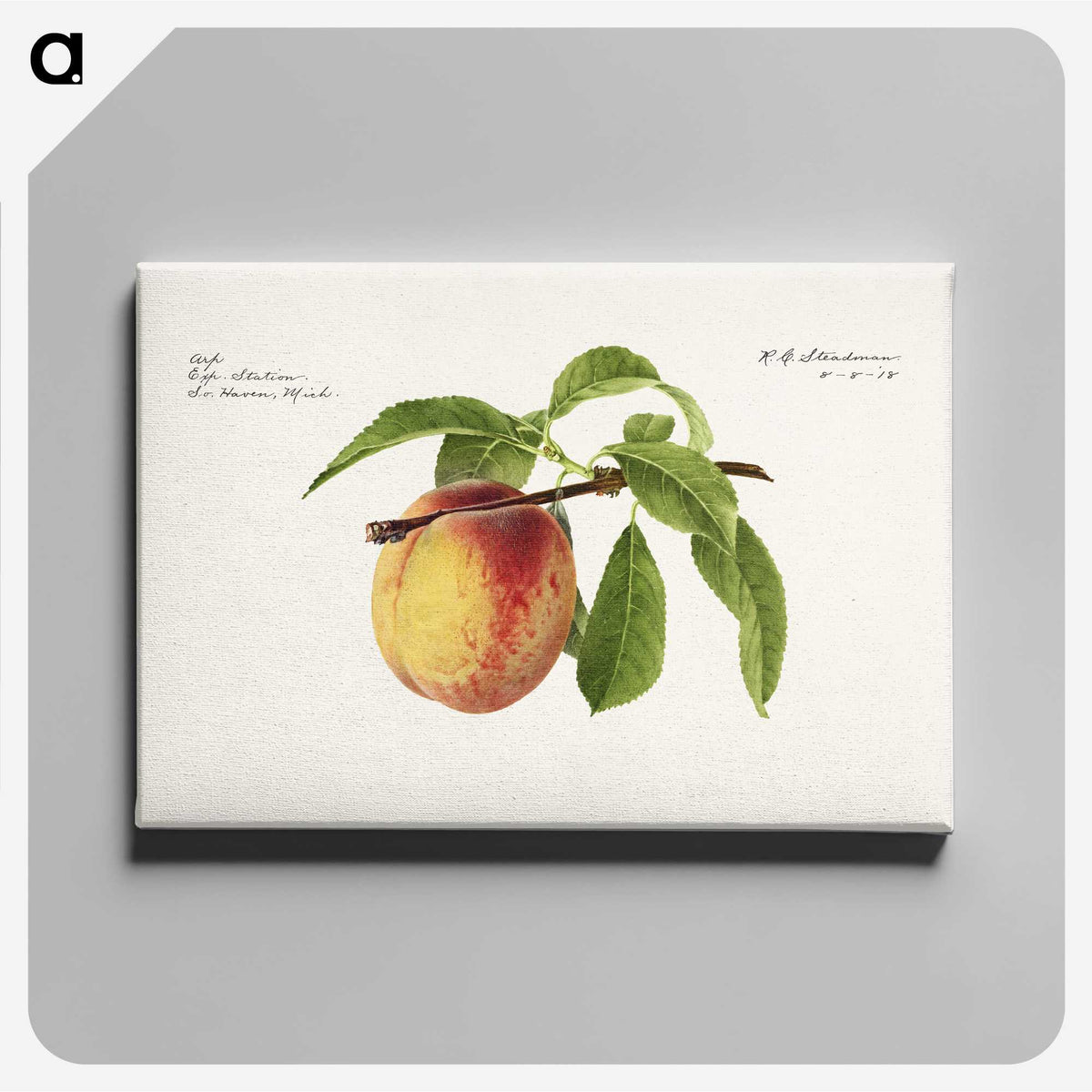 2-92_USDA-Watercolor-Fruit-Painting-Collection_canvas