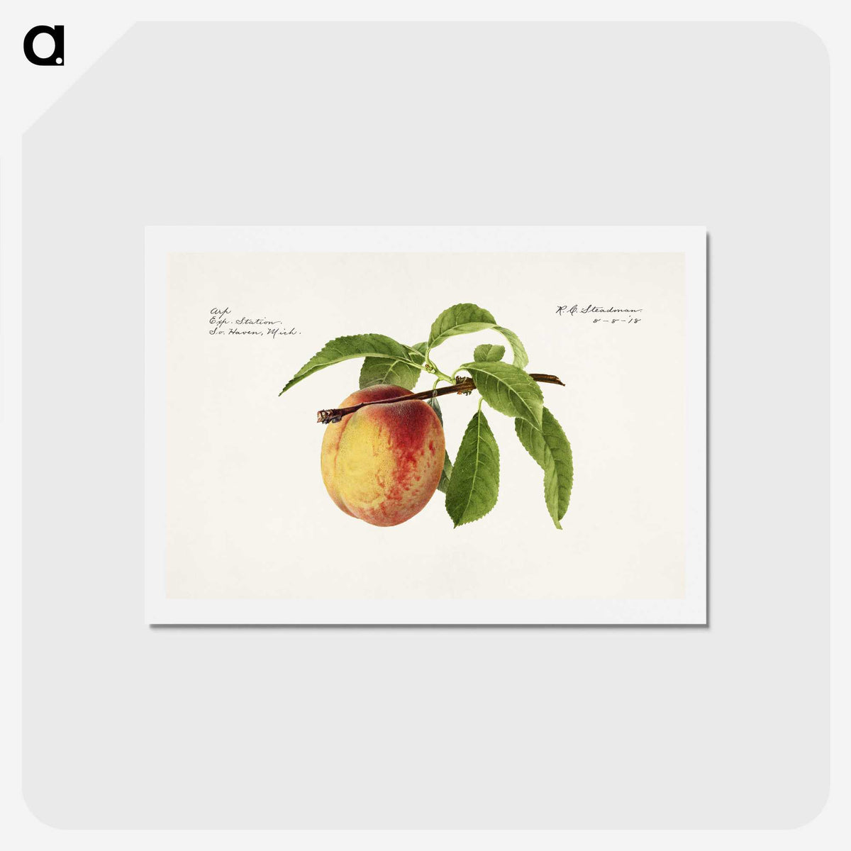 2-92_USDA-Watercolor-Fruit-Painting-Collection_hagaki