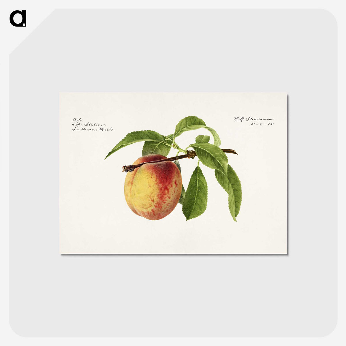 2-92_USDA-Watercolor-Fruit-Painting-Collection_postcard