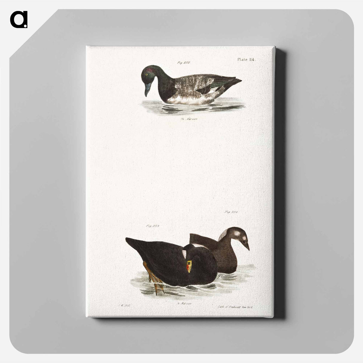 アートパネル-Broadbill - ニューヨークの動物学 Canvas.