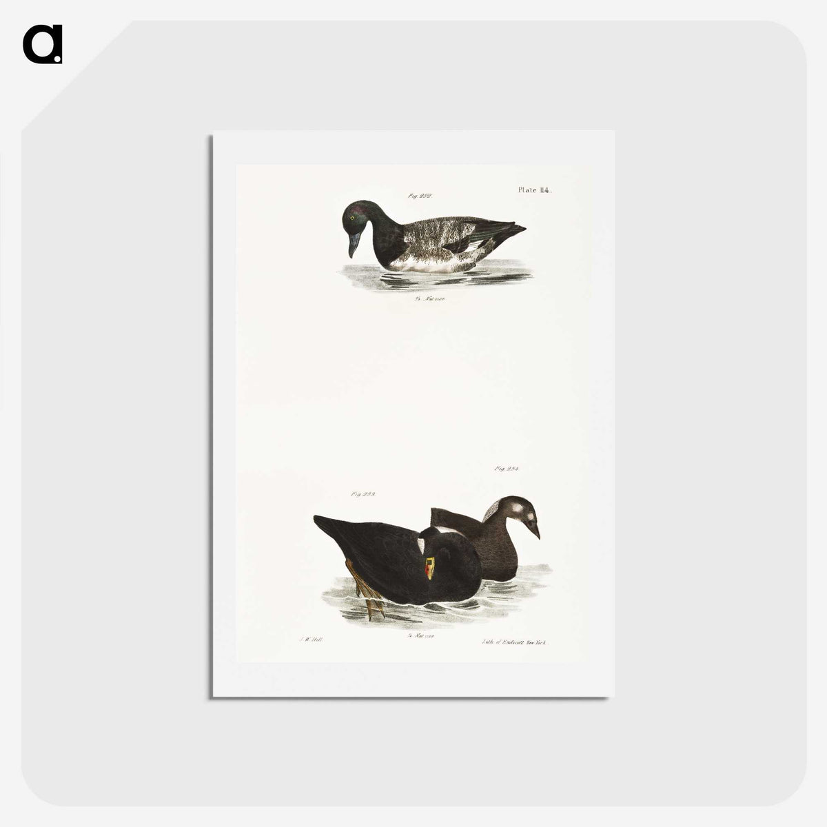 2-92_Zoology-of-New-York_hagaki