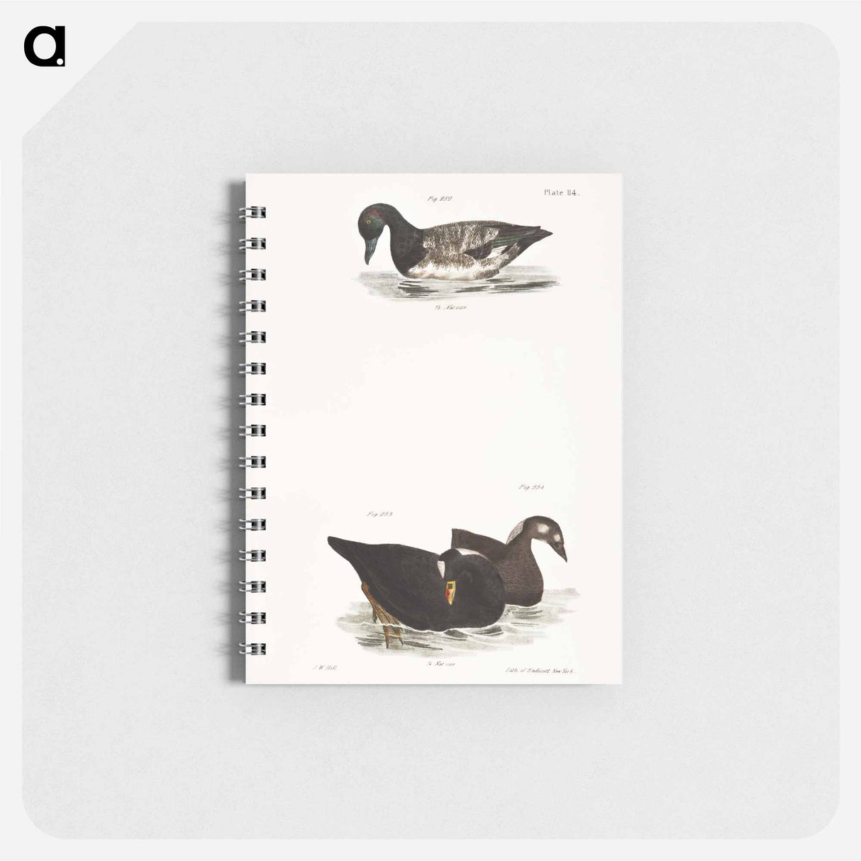 Broadbill - ニューヨークの動物学 Memo.