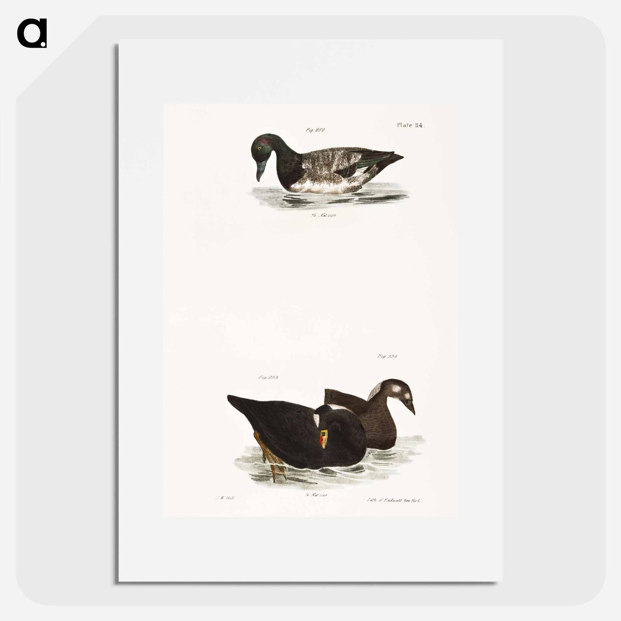 アートポスター-Broadbill - ニューヨークの動物学 Poster.