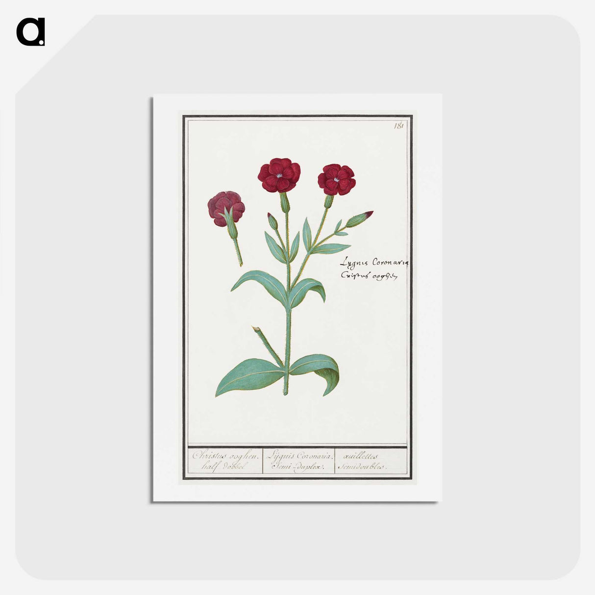 2-93_Anselmus-Boetius-de-Boodt_hagaki