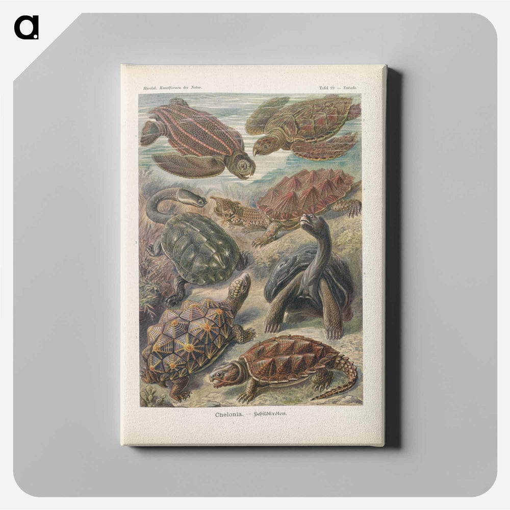 Turtles illustration from Kunstformen der Natur - エルンスト ヘッケル Canvas.