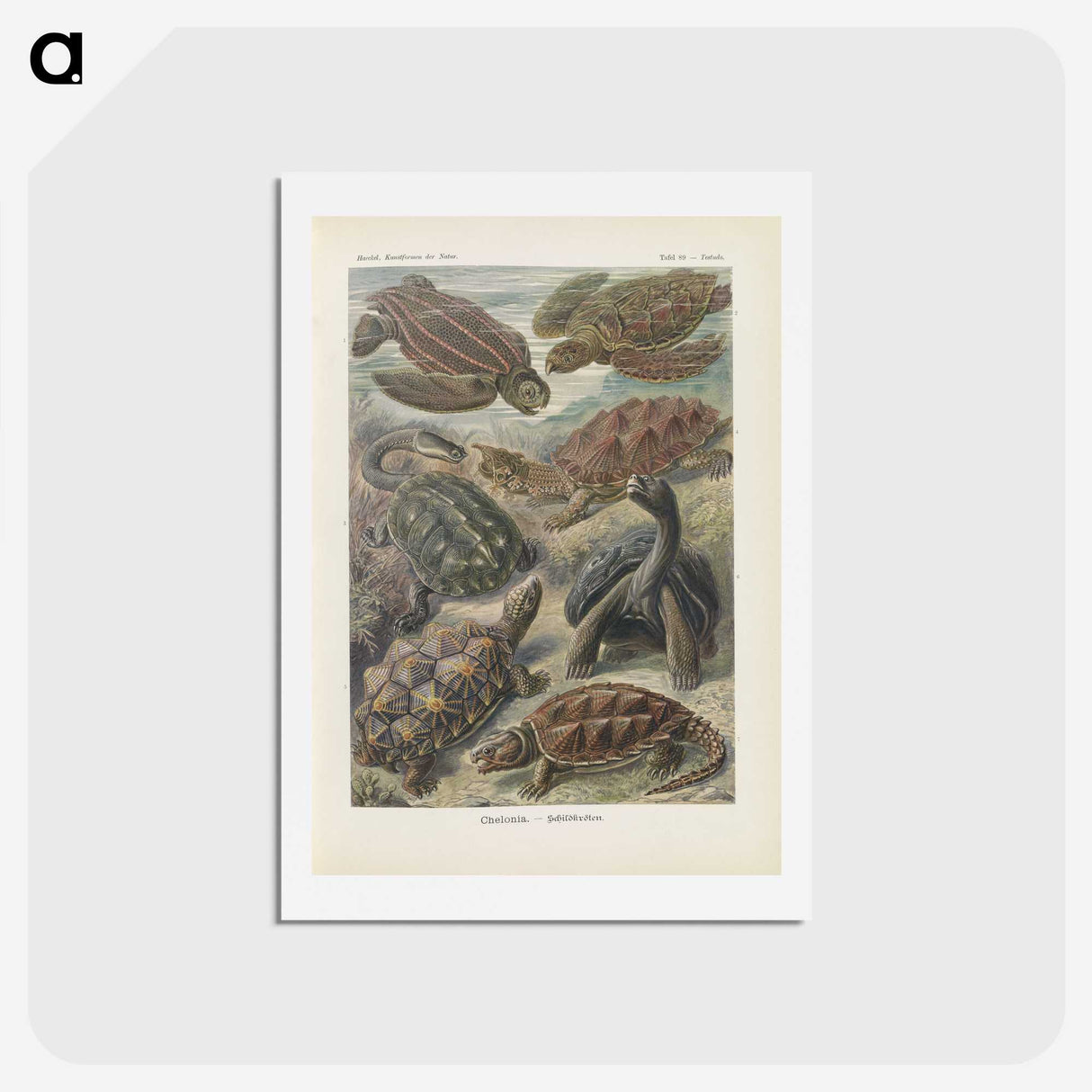 2-93_Ernst-Haeckel_hagaki